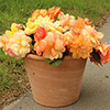 Begonia Amber Delight 