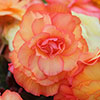 Begonia Amber Delight 