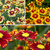 Coreopsis Uptick Collection 