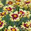 Coreopsis Uptick Collection 