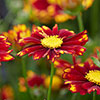 Coreopsis Uptick Collection 