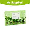 Coreopsis Uptick Collection Coreopsis Uptick Collection
