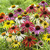 Echinacea Cheyenne Spirit 