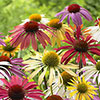 Echinacea Cheyenne Spirit 
