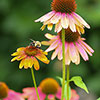 Echinacea Cheyenne Spirit 