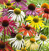 Echinacea Cheyenne Spirit 