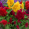 Celosia First Flame Mixed 