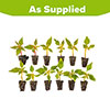 Celosia First Flame Mix Celosia First Flame Mix