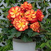 Begonia On Top Sun Glow 