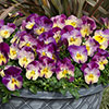Pansy Cool Wave Raspberry Swirl Pansy Cool Wave Raspberry Swirl