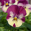 Pansy Cool Wave Raspberry Swirl Pansy Cool Wave Raspberry Swirl