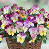 Pansy Cool Wave Raspberry Swirl Pansy Cool Wave Raspberry Swirl