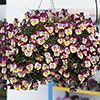 Pansy Cool Wave Raspberry Swirl Pansy Cool Wave Raspberry Swirl
