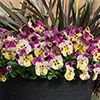 Pansy Cool Wave Raspberry Swirl Pansy Cool Wave Raspberry Swirl