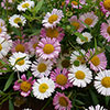 Erigeron karvinskianus Sea of Blossom 
