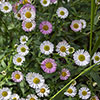 Erigeron karvinskianus Sea of Blossom 