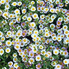 Erigeron karvinskianus Sea of Blossom 