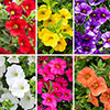 Calibrachoa Million Bells Collection Calibrachoa Million Bells Collection
