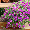 Calibrachoa Million Bells Collection Calibrachoa Million Bells Collection