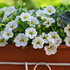 Calibrachoa Million Bells Collection Calibrachoa Million Bells Collection
