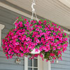 Calibrachoa Million Bells Collection Calibrachoa Million Bells Collection