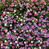 Bacopa Topia Mixed Bacopa Topia Mixed
