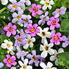 Bacopa Topia Mixed Bacopa Topia Mixed