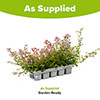 Bacopa Topia Mix