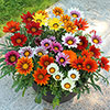 Gazania Sunrise Mix 