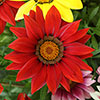 Gazania Sunrise Mix 