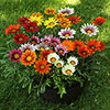 Gazania Sunrise Mix 
