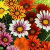 Gazania Sunrise Mix 