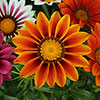 Gazania Sunrise Mix 