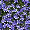Lobelia Infinity Blue Sparkle 