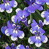 Lobelia Infinity Blue Sparkle 