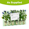 Lobelia Infinity Blue Sparkle