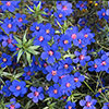 Anagallis Skylover Blue Pimpernel 