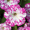 Petunia Pink & Night Sky Petunia Pink & Night Sky