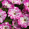 Petunia Pink & Night Sky Petunia Pink & Night Sky
