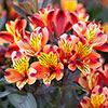 Hardy Alstroemeria Indian Summer Hardy Alstroemeria Indian Summer
