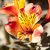 Hardy Alstroemeria Indian Summer Hardy Alstroemeria Indian Summer
