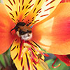 Hardy Alstroemeria Indian Summer Hardy Alstroemeria Indian Summer