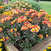 Hardy Alstroemeria Indian Summer Hardy Alstroemeria Indian Summer