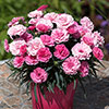 Dianthus I Love You 