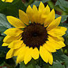 Sunflower Sunsation 