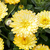 Calendula Power Daisy Collection 