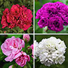 Geranium Rosebud Collection 