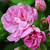 Geranium Rosebud Collection 