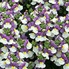 Nemesia Lady Collection 