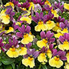 Nemesia Lady Collection 